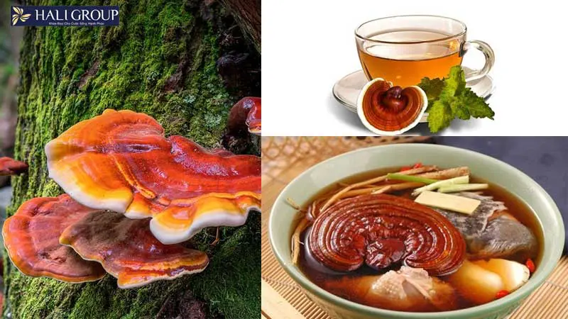4. LINH CHI - NẤM TRƯỜNG THỌ DÂN GIAN