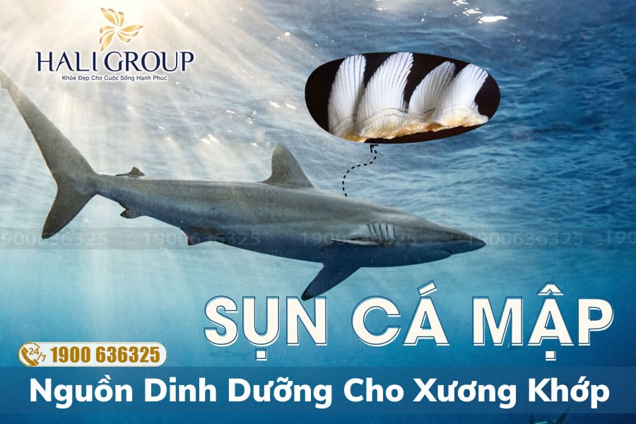 Những Ai Không Nên Uống Sụn Cá Mập